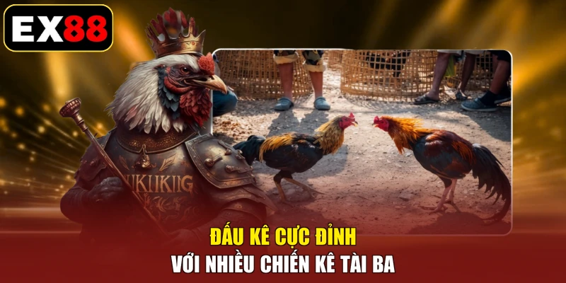 Đấu kê cực đỉnh với nhiều chiến kê tài ba